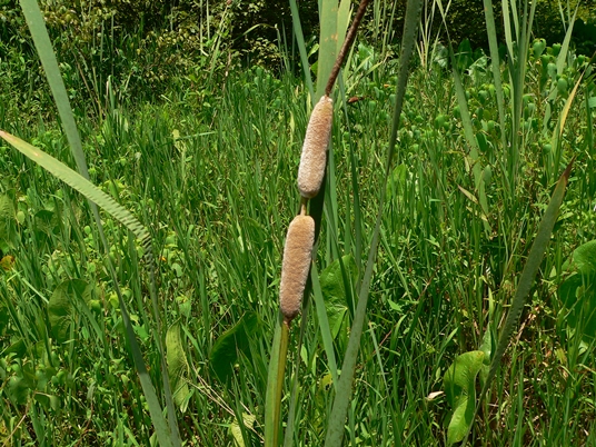 {Typha latifolia}